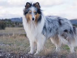 Shetland sheepdog The Shetland Sheepdog, also known as the Sheltie, is a breed of herding dog that originated in the Shetland Islands, Sco...